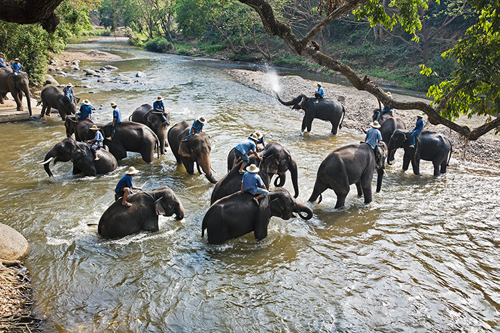 Thailand 12 must-see: Become a mahout, Chiang Mai