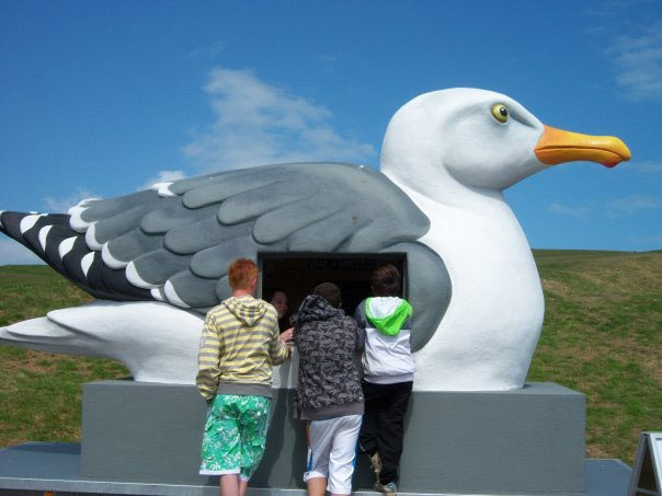 UK seaside seagull