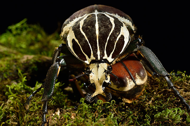 Micro Monsters: The Goliath Beetle