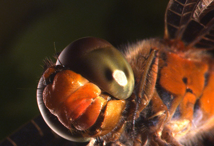Micro Monsters: The Dragonfly close-up