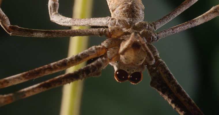Micro Monsters: The Ogre-Faced Net Casting Spider.