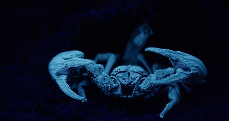 Micro Monsters: Scorpion under ultra-violet light.