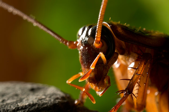 Micro Monsters: A cockroach being filmed with the 3D cube rig.