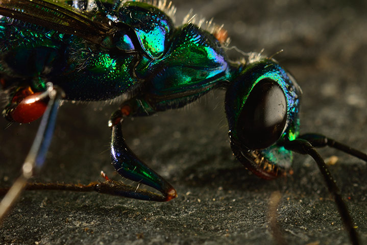 Micro Monsters: .A Cockroach Wasp is filmed with the 3d cube rig.