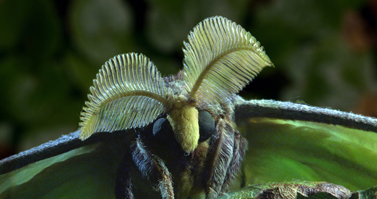 Micro Monsters: The Luna Moth.