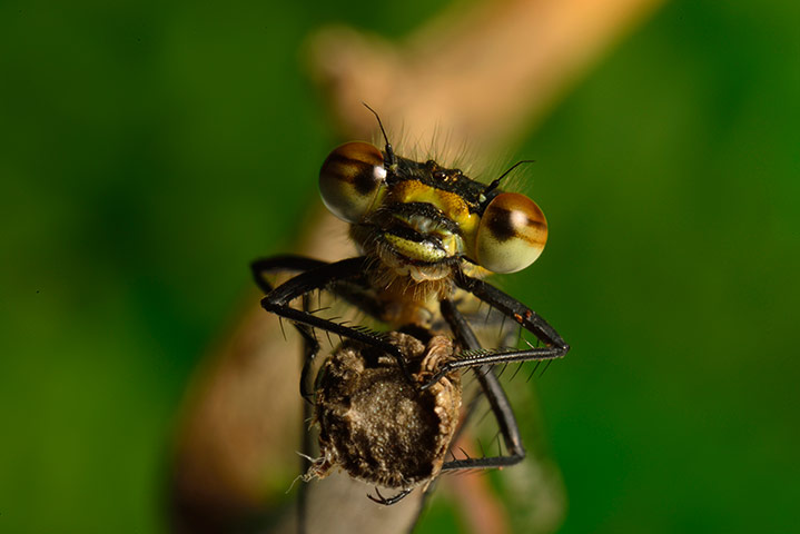 Micro Monsters: A Damselfly is filmed with the 3D cube rig.