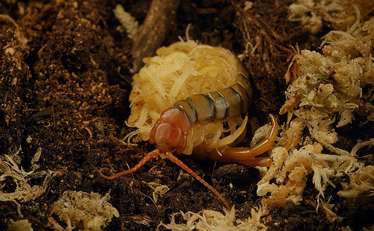 Micro Monsters: Giant Desert Centipede nursing her young.