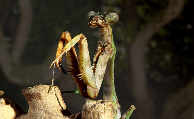 Micro Monsters: The Praying Mantis.