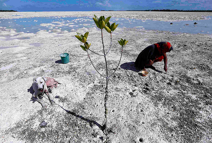 Kiribati, Pacific island: A dog sits in the shade of a mangrove tree as a woman uses a fork to dig fo