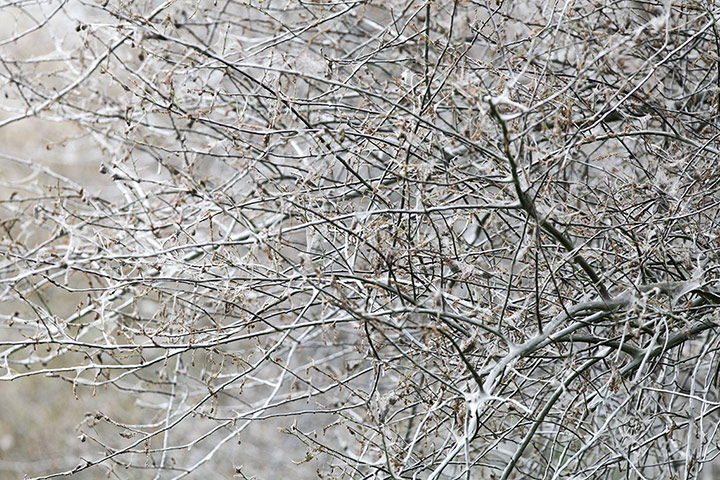 caterpillars in Cambridge: Ermine moth caterpillars cover trees