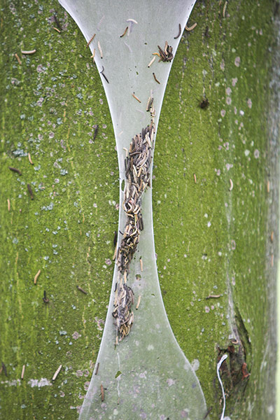 caterpillars in Cambridge: Ermine moth caterpillars cover trees