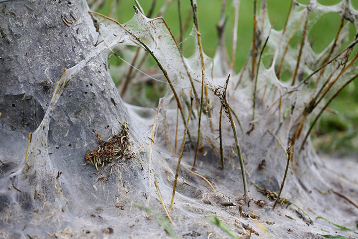 caterpillars in Cambridge: Ermine moth caterpillars cover trees