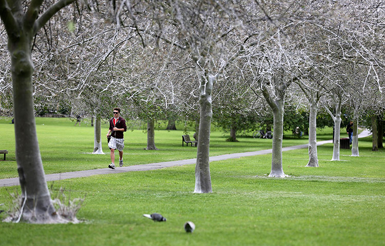 caterpillars in Cambridge: Ermine moth caterpillars cover trees