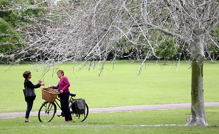 caterpillars in Cambridge: Ermine moth caterpillars cover trees