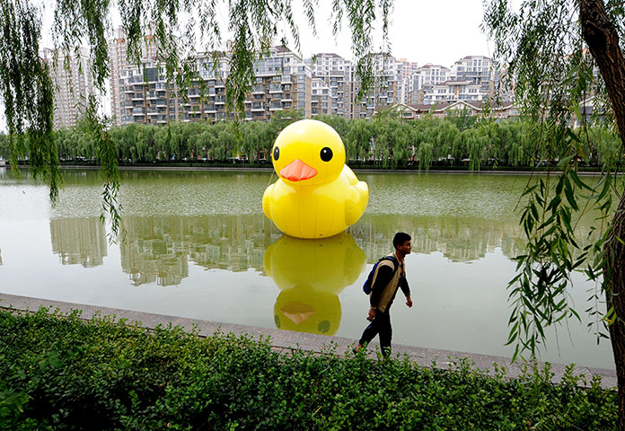 Rubber duck: The duck on a river in China