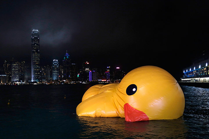 Rubber duck: The duck keels over