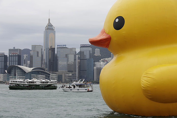 Rubber duck: Florentijn Hofman's Floating Duck Sculpture Arrives In Hong Kong