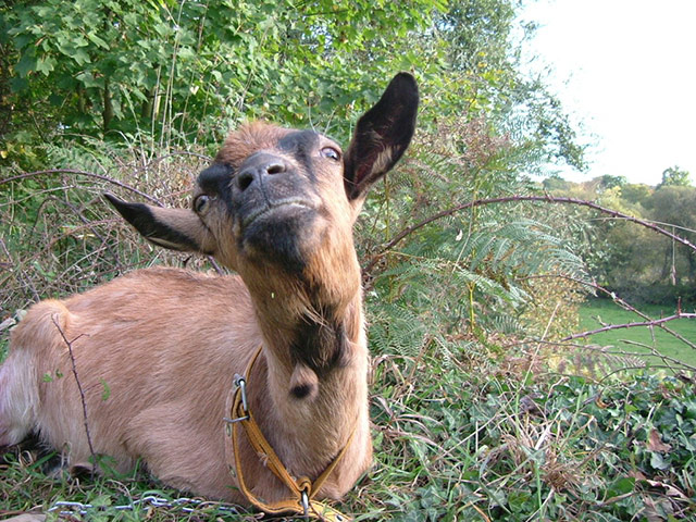 Aliens: animal looks like et