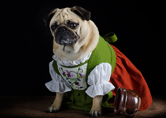 pugs in costume: Crazy Pugs