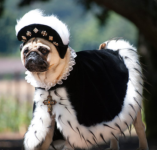 pugs in costume: Crazy Pugs