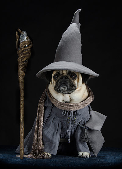 pugs in costume: Crazy Pugs
