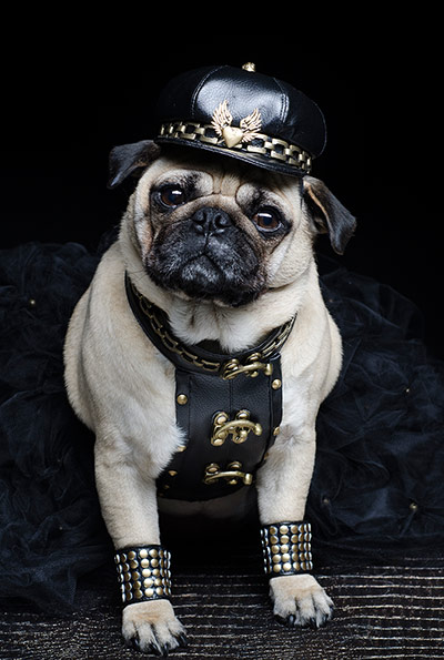 pugs in costume: Crazy Pugs