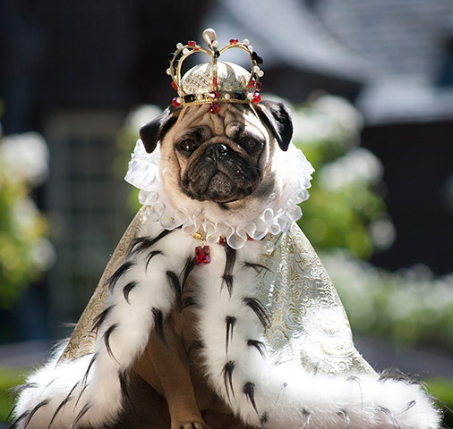 pugs in costume: Crazy Pugs