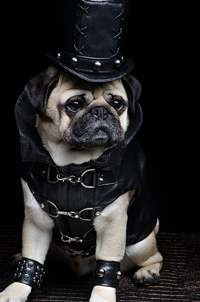 pugs in costume: Crazy Pugs