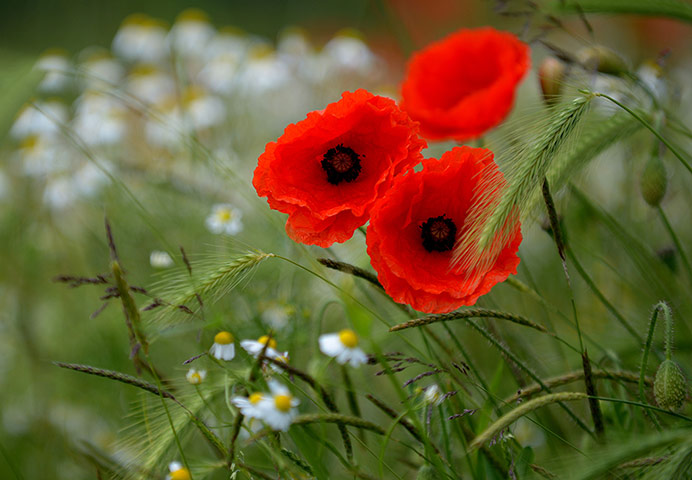 Week in Wildlife: Poppy flowers grow on a field in Gustorf