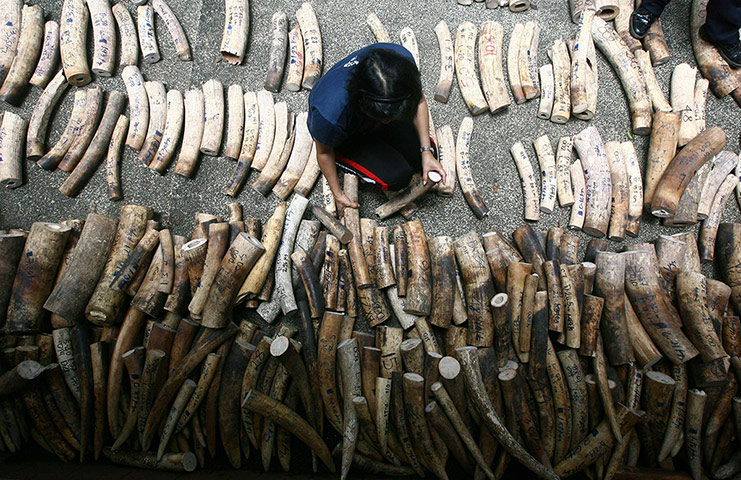 Week in Wildlife: A woman arranges confiscated elephant ivory tusks  in Quezon city