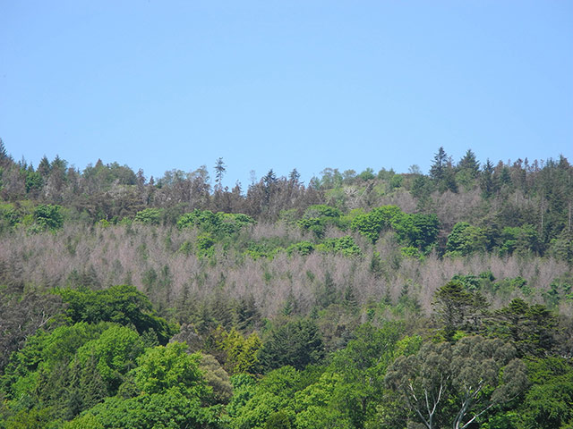 Week in Wildlife: Larch trees to be cleared
