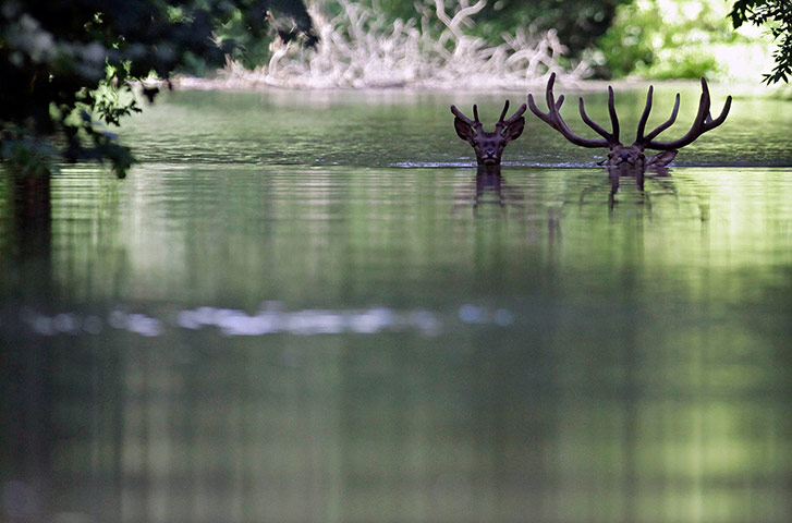 Week in Wildlife: Fled from the flood, two deers