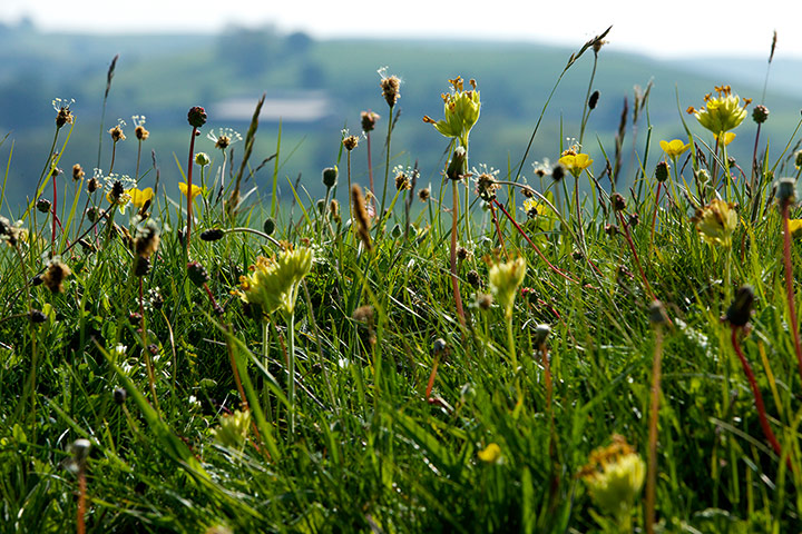 Week in Wildlife: A wildflower meadow at Priestcliffe Lees