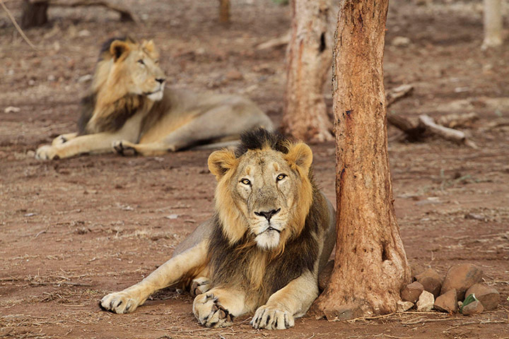 Week in Wildlife: Gir Lion Sanctuary at Sasan in Junagadh district of Gujarat state, India