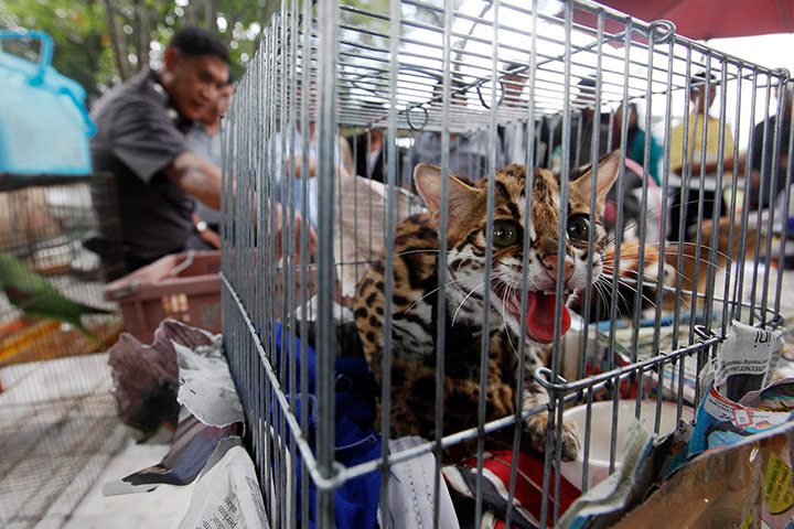 Week in Wildlife: caged animals during a raid on the outskirts of Bangkok