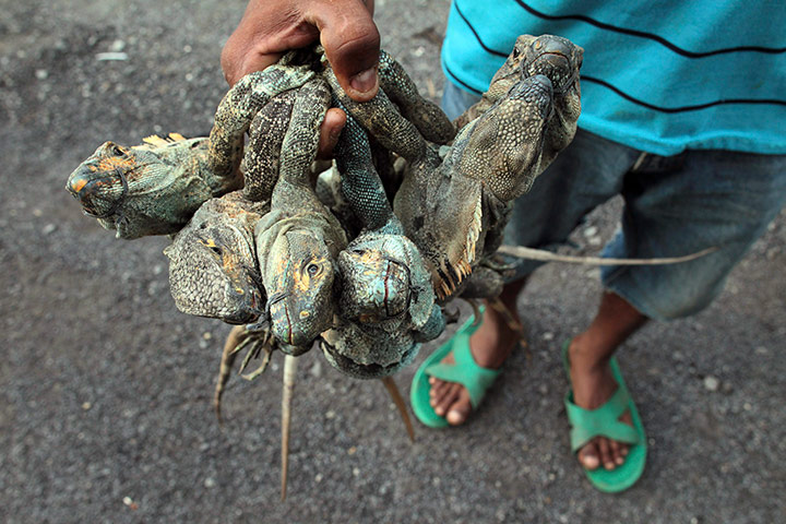 Week in Wildlife: A man sells iguanas on the highway to the colonial city of Leon