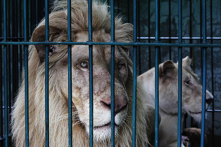 20 Photos: Lions look on from inside a cage during a police raid near Bangkok
