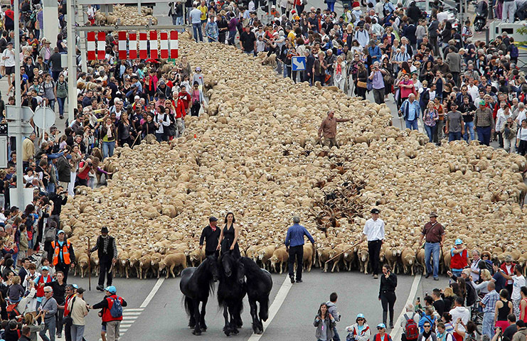 20 Photos: A horsewoman leads sheep during a simulation of a transhumance in Marseille