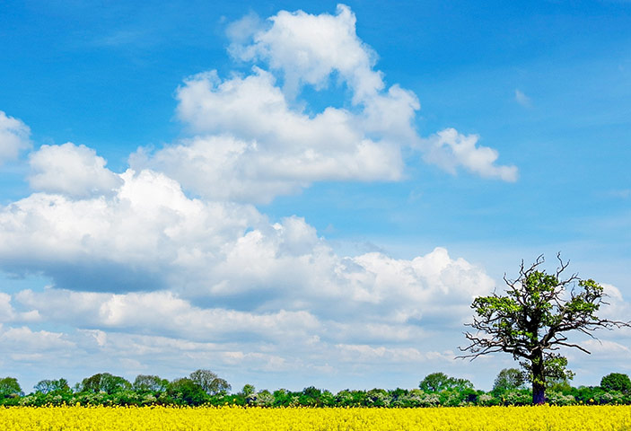 Green Shoots: May 2013 about hedgerows