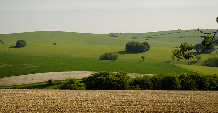 Green Shoots: May 2013 about hedgerows