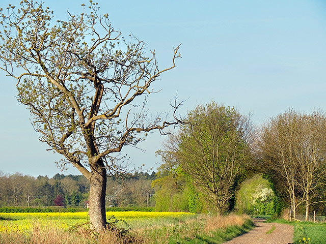 Green Shoots: May 2013 about hedgerows