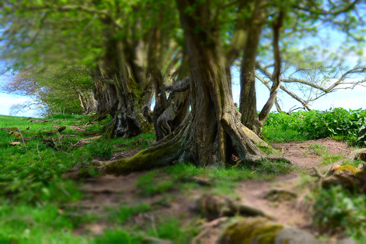 Green Shoots: May 2013 about hedgerows