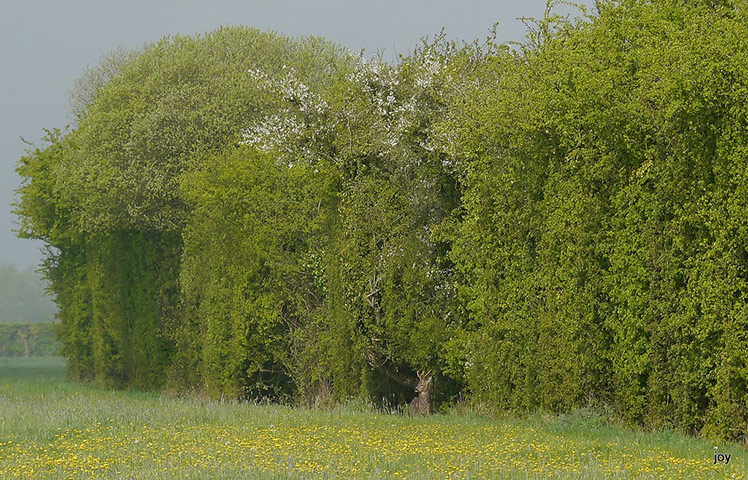Green Shoots: May 2013 about hedgerows
