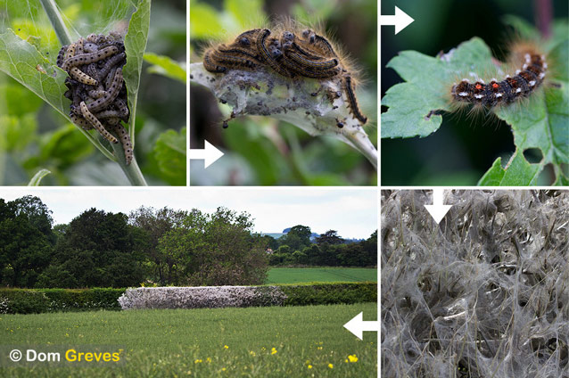 Green Shoots: May 2013 about hedgerows