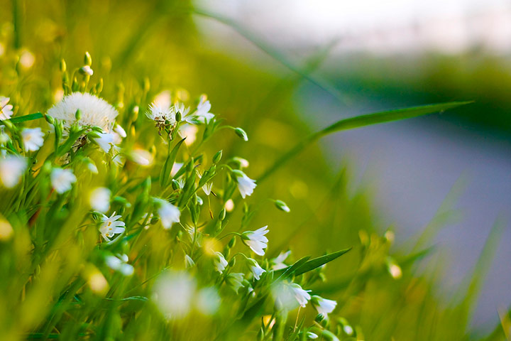 Green Shoots: May 2013 about hedgerows