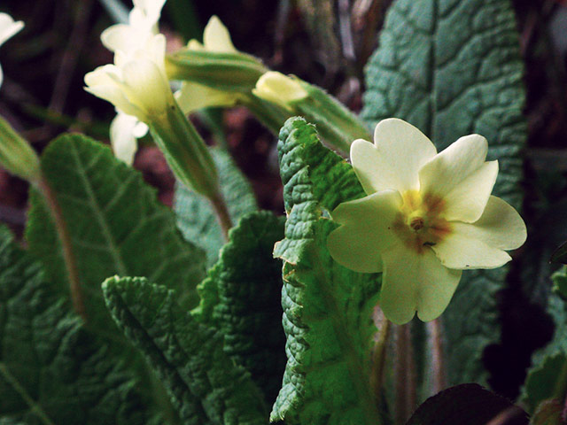 Green Shoots: May 2013 about hedgerows