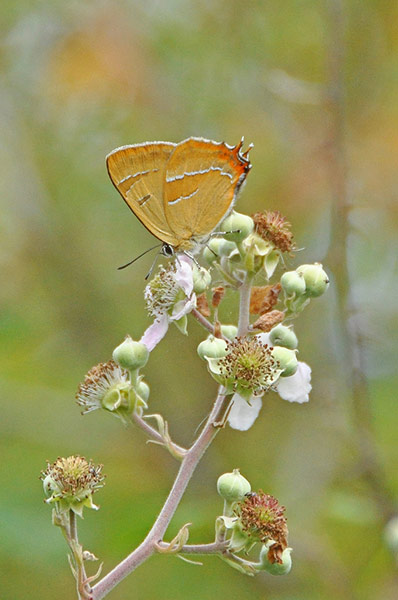 Green Shoots: May 2013 about hedgerows