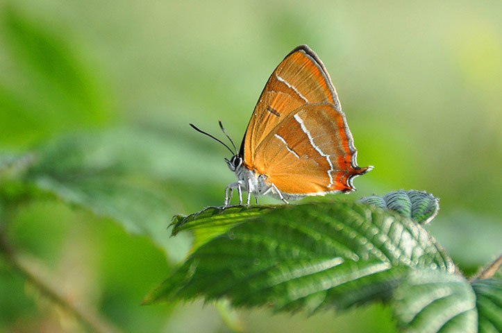 Green Shoots: May 2013 about hedgerows