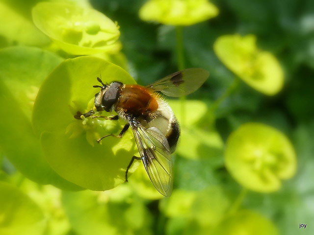Green Shoots: May 2013 about hedgerows