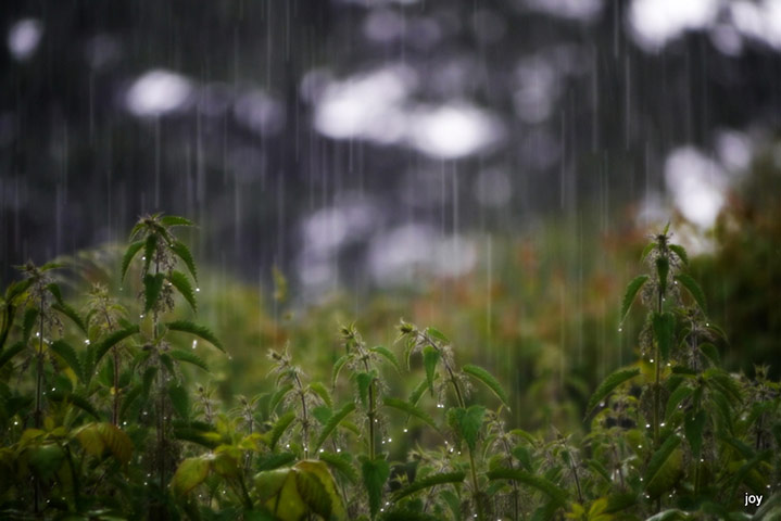 Green Shoots: May 2013 about hedgerows